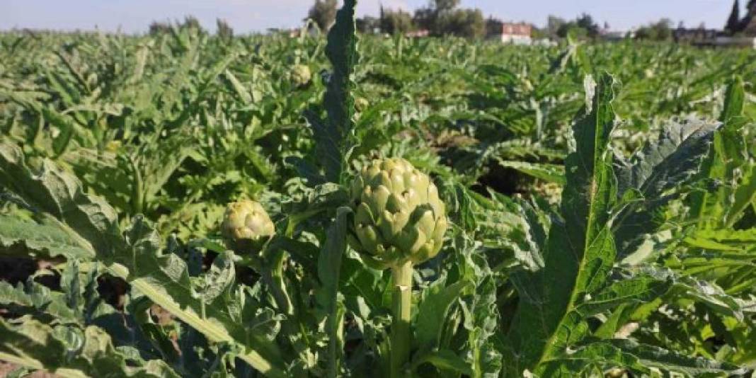 7 yıl ürün almak için çabaladı! 120 dönümde ilk hasat heyecanı yaşıyor 4